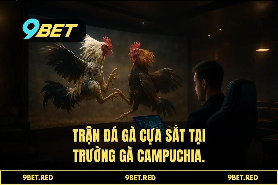 Phân tích các loại hình đá gà đỉnh cao: Từ cựa dao Philippines đến cựa sắt Thomo